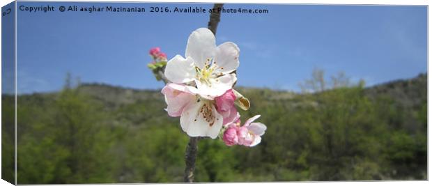 Wild pear's blossoms 6, Canvas Print by Ali asghar Mazinanian