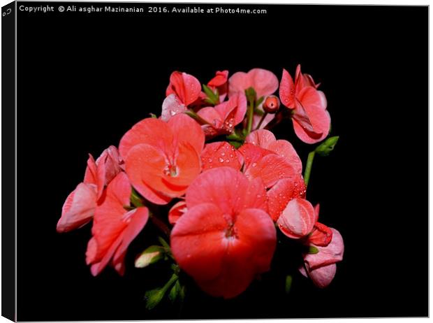 geranium, Canvas Print by Ali asghar Mazinanian