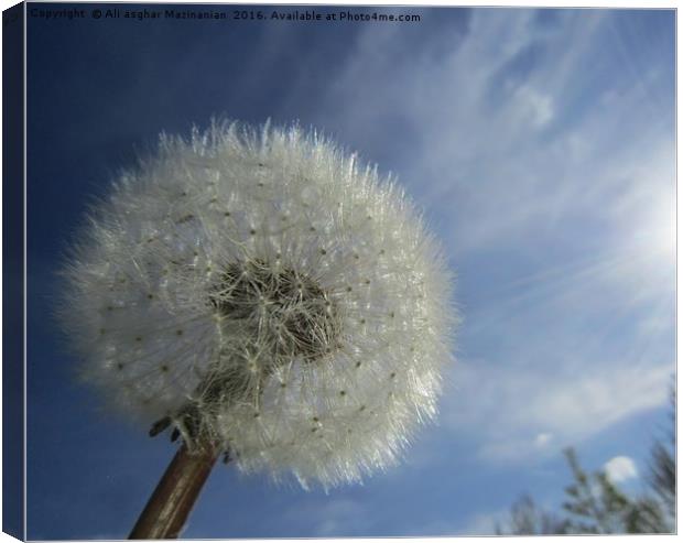 Dandelion in the sunny sky, Canvas Print by Ali asghar Mazinanian