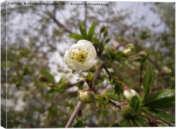 Cherry blossoms and buds, Canvas Print by Ali asghar Mazinanian