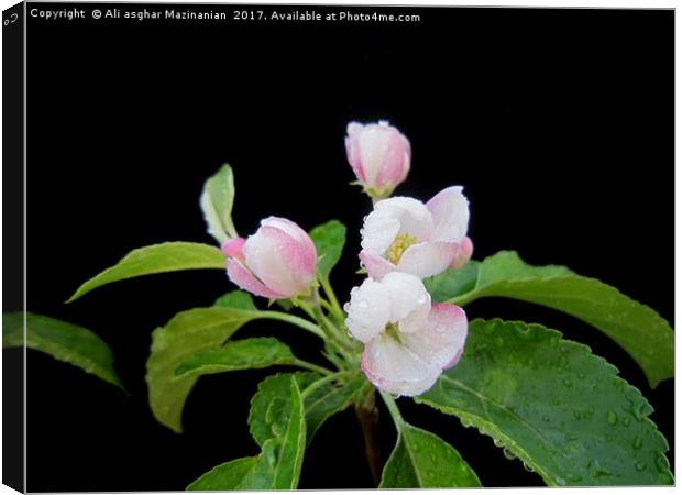 Apple's blossoms, Canvas Print by Ali asghar Mazinanian