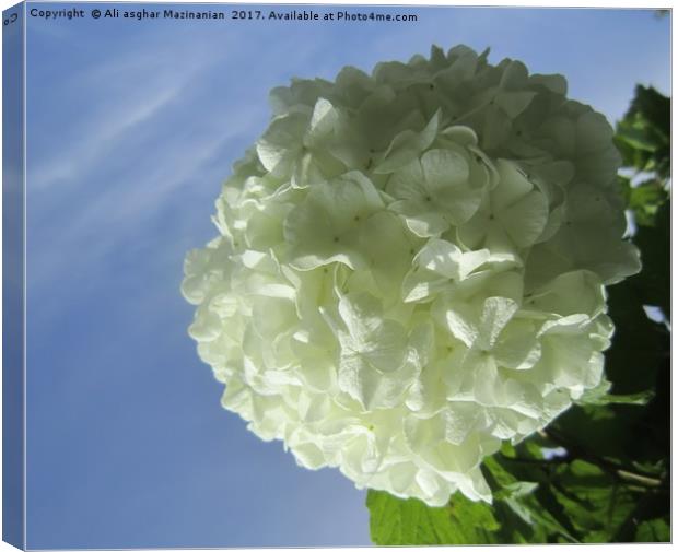 A nice white flower, Canvas Print by Ali asghar Mazinanian