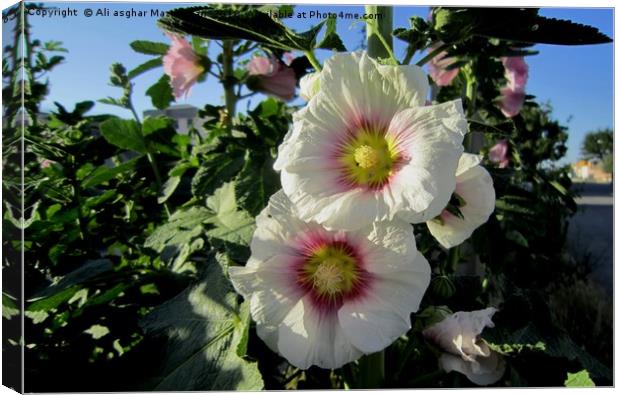 Medical herb, Canvas Print by Ali asghar Mazinanian