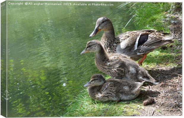 Duck and ducklings, Canvas Print by Ali asghar Mazinanian