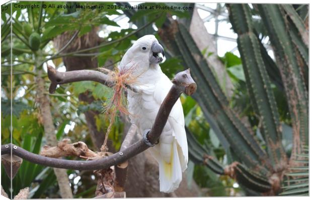 Beautiful white parrot, Canvas Print by Ali asghar Mazinanian