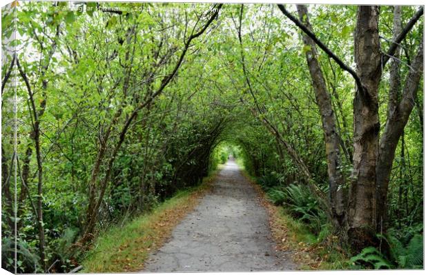 A road through park Canvas Print by Ali asghar Mazinanian