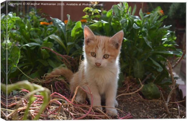 My kitty,  Canvas Print by Ali asghar Mazinanian