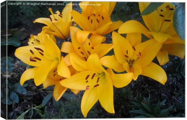 Beautiful yellow, Canvas Print by Ali asghar Mazinanian