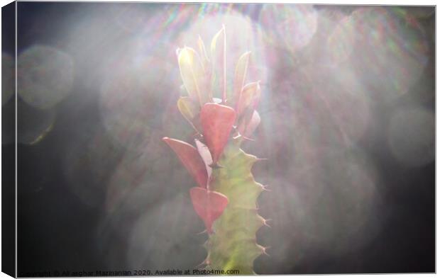 A macr shot of a cactus under sun-rays, Canvas Print by Ali asghar Mazinanian