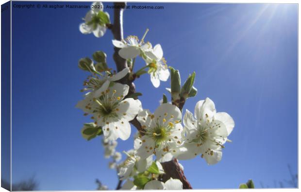 Cherry blossoms, Canvas Print by Ali asghar Mazinanian