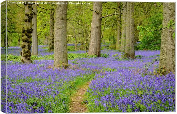 Bluebells of The Great Wood Canvas Print by Simon Taylor