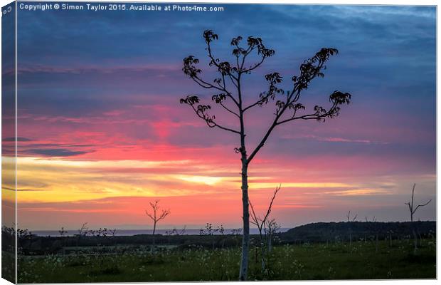 Fern Hill Silhouette Canvas Print by Simon Taylor