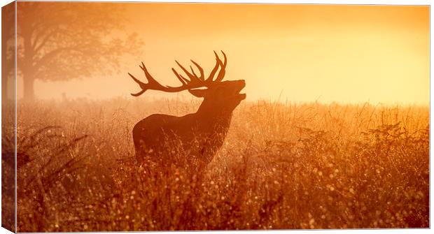 Deer in Golden Light  Canvas Print by Inguna Plume