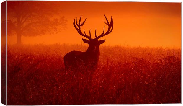  Deer stag! Canvas Print by Inguna Plume