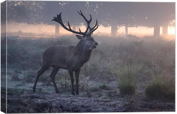  Red deer stag! Canvas Print by Inguna Plume