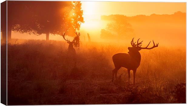 Deer stags   Canvas Print by Inguna Plume