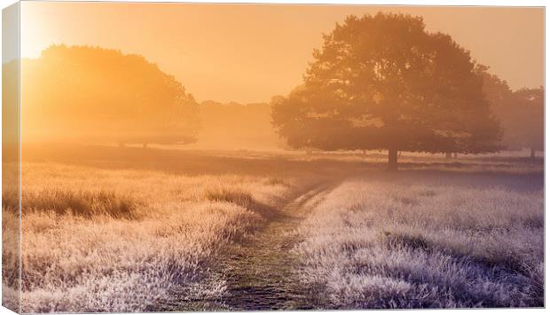  Foggy meadow at sunrise Canvas Print by Inguna Plume