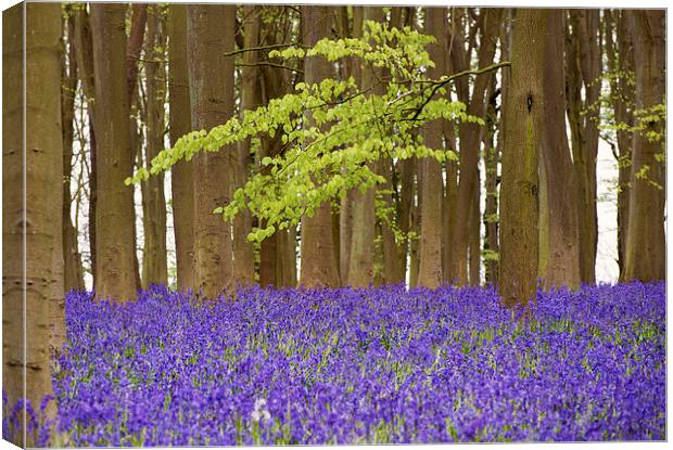 Bluebells Canvas Print by Inguna Plume