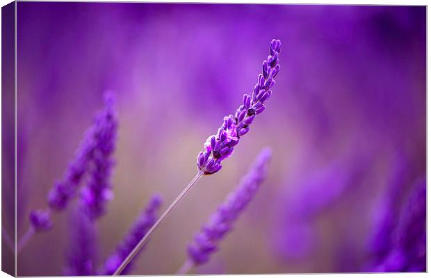 Purple lavenders! Canvas Print by Inguna Plume