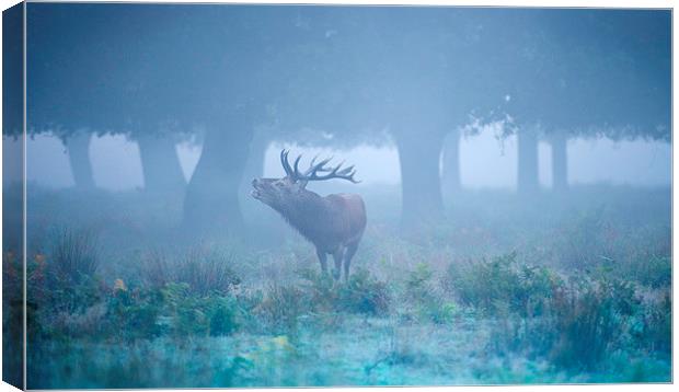 Red deer stag Canvas Print by Inguna Plume