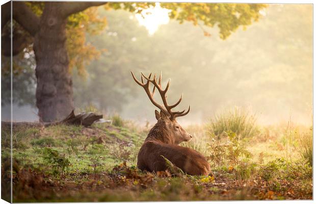 Red deer stag Canvas Print by Inguna Plume