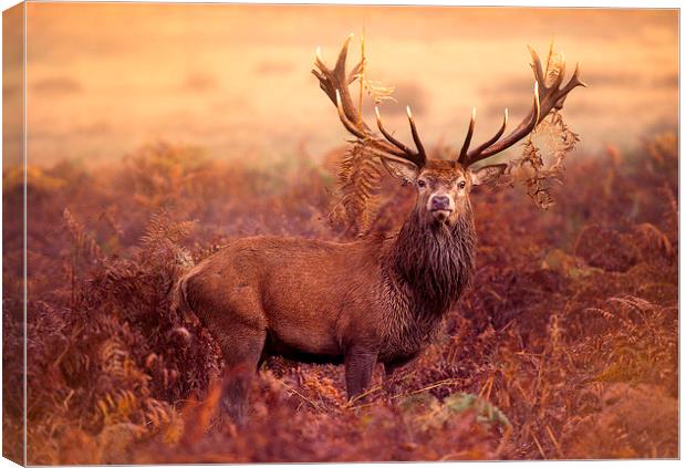 Red deer stag Canvas Print by Inguna Plume