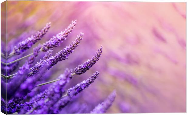 Lavender! Canvas Print by Inguna Plume