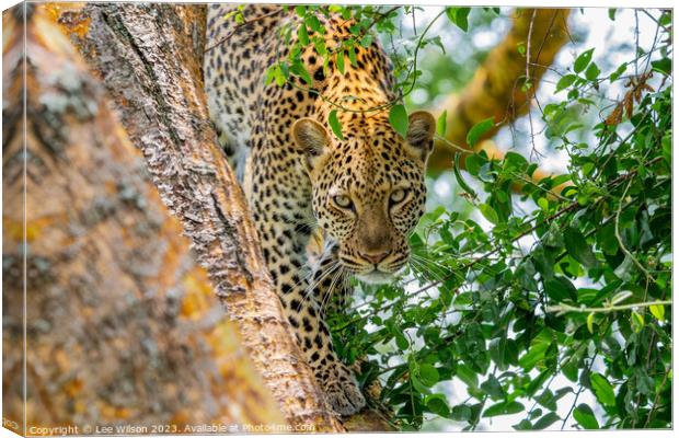 Leopard in the Tree Canvas Print by Lee Wilson