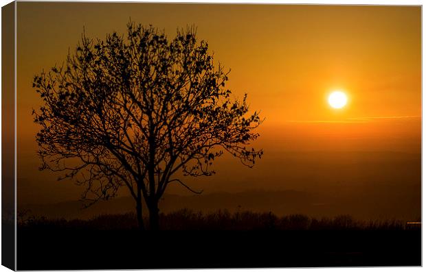  Sunset Tree Canvas Print by Lee Wilson