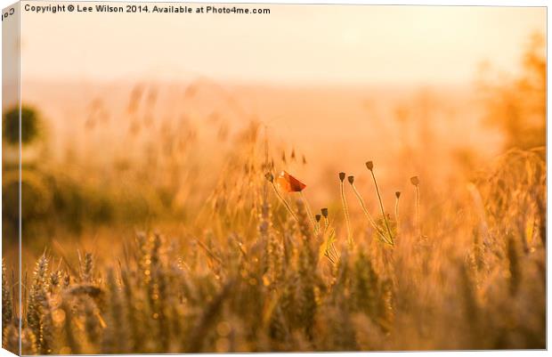  Poppy at Sunset Canvas Print by Lee Wilson