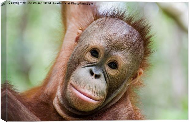 Baby Orangutan, Itinban Canvas Print by Lee Wilson