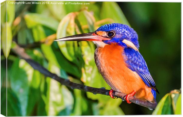  Blue Eared Kingfisher Canvas Print by Lee Wilson