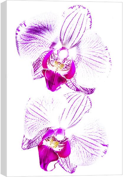  Colour in an Orchid Canvas Print by Lee Wilson