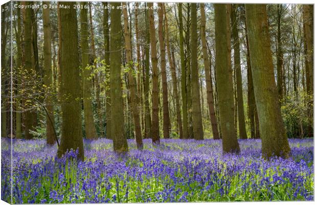 Forest Of Dean Bluebells Canvas Print by The Tog