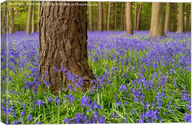 Forest Of Dean Bluebells Canvas Print by The Tog