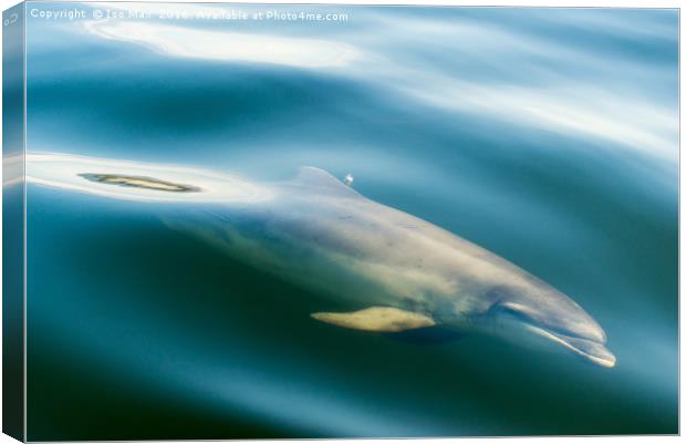 Moray Firth, Bottlenose Dolphin, Scotland Canvas Print by The Tog