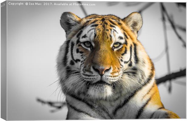 The Siberian Tiger Canvas Print by The Tog