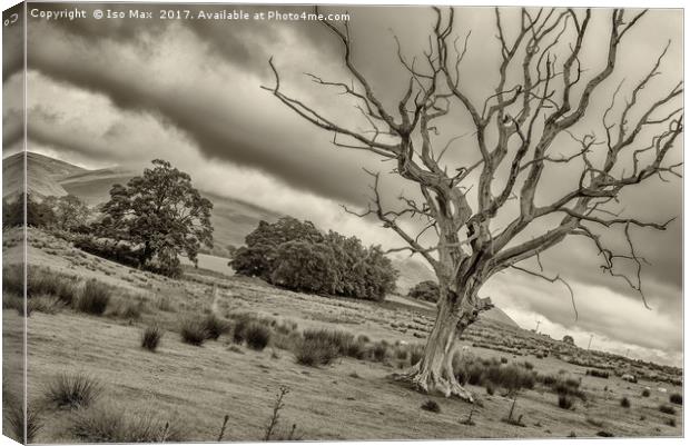 The Tree! Canvas Print by The Tog
