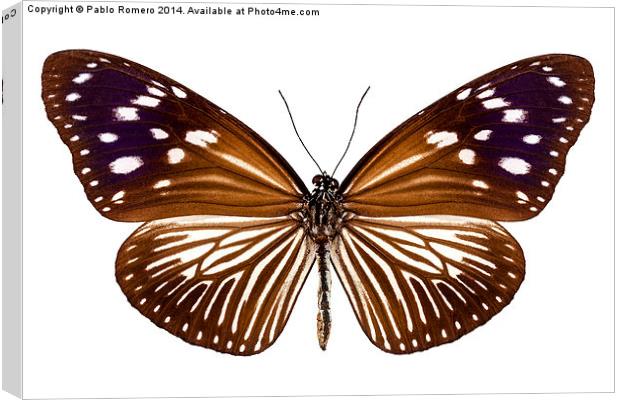 butterfly species Euploea Mulciber female Canvas Print by Pablo Romero