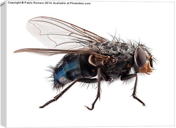 blue bottle fly species calliphora vomitoria Canvas Print by Pablo Romero