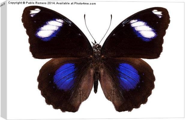 Butterfly species Hypolimnas bolina phillippensis  Canvas Print by Pablo Romero