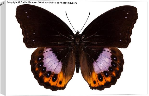 Butterfly species hypolimnas pandarus Canvas Print by Pablo Romero