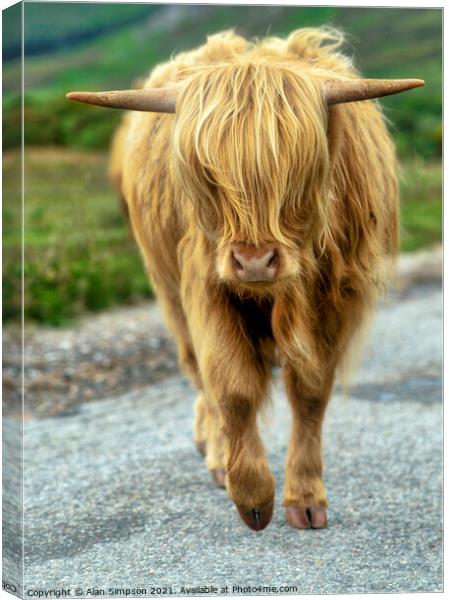 Highland Cow Canvas Print by Alan Simpson