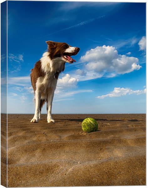 One Dog One Ball Canvas Print by Alan Simpson