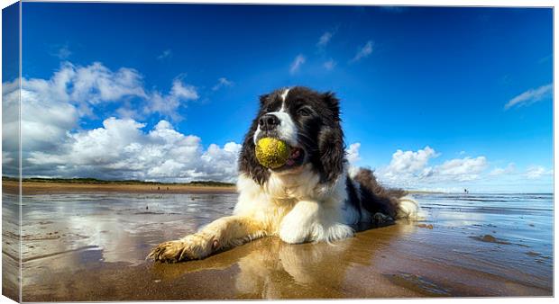  Jake Canvas Print by Alan Simpson