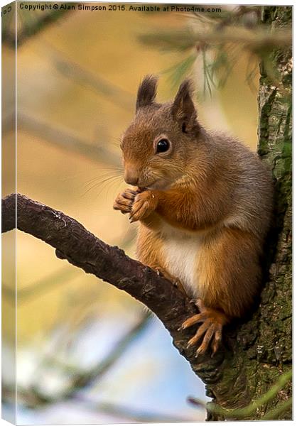  Scottish Red Squirrel Canvas Print by Alan Simpson