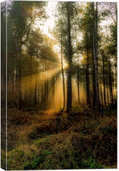 Sunrise - Grimston Woods Canvas Print by Alan Simpson