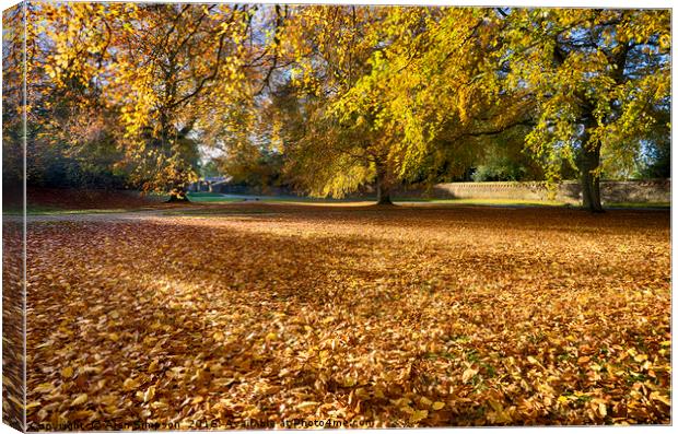 Autumn Leaves Canvas Print by Alan Simpson