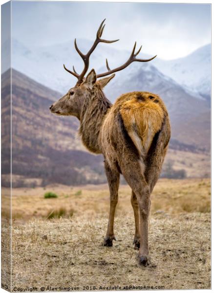 Highland Stag Canvas Print by Alan Simpson