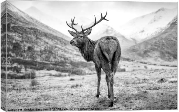 Scottish Deer Canvas Print by Alan Simpson